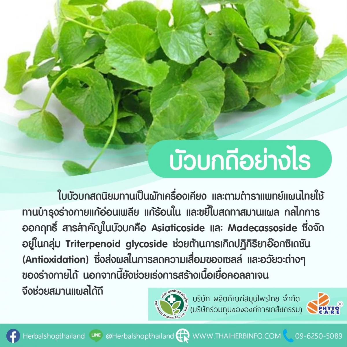 ลดบวมช้ำ หลังศัลยกรรม ด้วยบัวบก | Thai Herbal Products